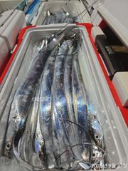 28일 입항조황 1호먼바다왕갈치외줄 2호준원도내만텐빈텐야 예약가능