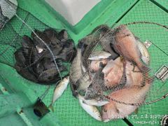 [거제] (흘림)어초여밭 3대돔 감성돔 참돔 벵에돔 퍽퍽 대어1호(29일… 사진
