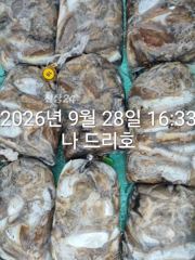 28일, 군산 갑오징어 본격시즌~오늘 나오고 있어요~9명~빵빵한 망탱이 대박조황~군산낚시프라자 나드리호