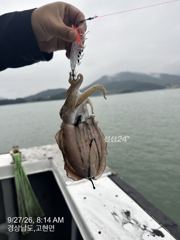 오늘 기름빵빵하게 넣고 내일부터 갑오징어 빡세게 달립니다 자리여유 많습니다