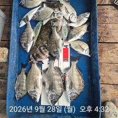 [거제] 라이프레져 씨알급 감성돔흘림 문어 갑오징어 선외기조황