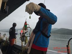 덩치 큰 삼천포 쭈꾸미...건치러가입시다!! 사진