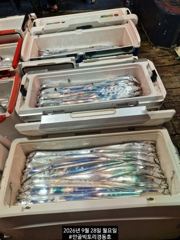 [진해] 빅토리점경동호 외줄16석 씨알굿 마리수굿.화.수.금.일 예약가능
