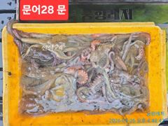 [통영] [곤리 풍화 궁항] 궁항레저 9월 26일조황입니다