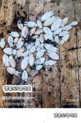 9월28일쭈&갑오징어출조 사진