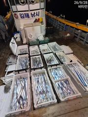 씨알 좋아진 먼바다갈치 쿨러조황 오늘 예약가능