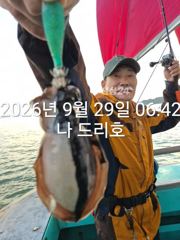 29일, 군산은 갑오징어 천국~잘나오고 있어요~실시간~군산낚시프라자 나드리호 사진