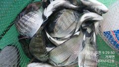 1   [거제] 감성돔(실시간 핫) 30마리 쏟아집니다~거제 대어2호(30일 예… 1