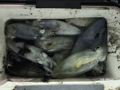 1   [거제] 야간(무늬 팁런) 사이즈 끝장~마리수 굿초이스~대동낚시(오늘밤 … 1 사진
