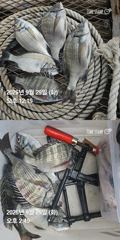 [거제] 거제 ( 어구 일성호 ) 감성돔 손맛 ! 전마선 조황
