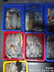 팁런(무늬오징어) 헤비급들 大풍년 퍽퍽퍽~고잉메리호(30일 야간 예약)
