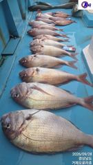 [거제] [참돔]7,6자빠가들외 5짜,5짜,5짜,5짜급 대물들 마리수 잔… 사진