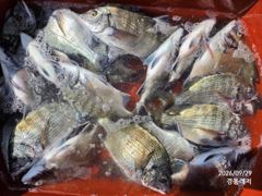 경동레저(신광) 선외기낚시 흘림찌낚시 감성돔 뻰찌 조과