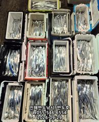 29일,내만갈치,엄청나게 나옵니다.내일출항(화,수~예약가능) 사진