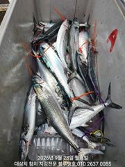 덩치급 대삼치들 따로, 고시삼치들 따로ㅡ28/월! 사진