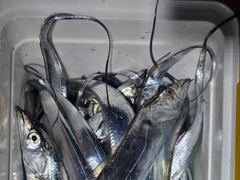 [여수,광양] (은별호)9/29 내만갈치 조황입니다