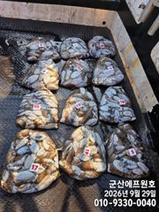 [군산] 군산에프원호 29일 갑오징어 조황입니다.