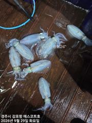 주간은 대삼치 야간은 무늬오징어 예약중입니다 사진