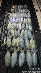 [거제] 《 내만무늬 》초대박 2분조황 조기쳘수 씨알 마리수 굿 사진