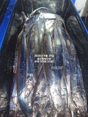 내만갈치)3지짜리가 쏟아집니다~오늘예약가능 사진