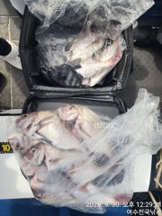 광도 거문도 씨알급 돌돔조황 사진