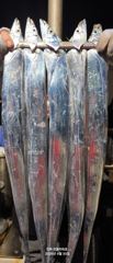30일,입항<내만갈치>씨알좋은 갈치사냥go목,금 예약가능