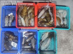 9월 30일 무늬오징어(팁런) 조황입니다.