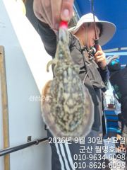 9월30일,"대광어"날마다 대박조황~~손맛 쥑이는 참돔,우럭등~실시간~ 군산낚시프라자 범고래호