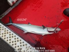 10월 첫날 아침 대삼치들, 고시삼치들 현장모습!