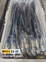 더디어 터졌다 갈치초대박 대마권 수심깊은곳에 있었다