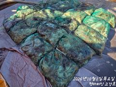 [ 고강호 ] 10월 1일 [ 이제 사리 끝?! - 갑오징어 + 주꾸미 조황 !! ] [ 인천배낚시 청마피싱 / 인천선상낚시 / 인천낚시배 ]
