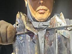 [진해] 내만갈치 시즌최고씨알~타작했습니다!!