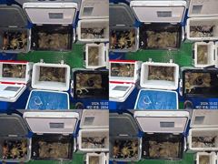 [진해] 1일 7분이 퍼담듯 올라와 대~박치고 잡고온 야간~돌문어 잡으러…