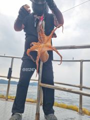 [통영] 가을 돌문어 잡으러 가실분 ...