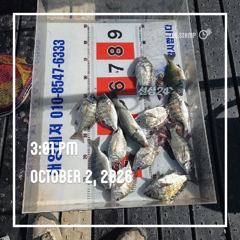 해양레저 흘림 감성돔 마리수 조황