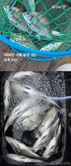 [거제] 거제 ( 어구 일성호 ) 감성돔 손맛 ! 전마선 조황
