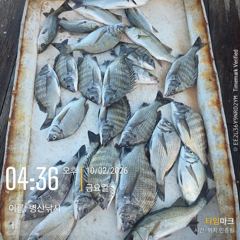 병산 감성돔4짜4짜4짜외 마리수 선상배흘림&선외기 흘림조황~~