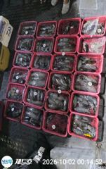 제트호!10/1(목)무늬오징어 팁런조황~다음주 월요일부터