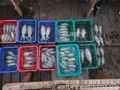 공현진 주영호 무늬팁런 조황