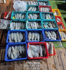 팁런무늬오징어 10월 2일 금요일 출조 조황입니다