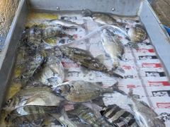 (풍화리)새풍화레저 뺀찌 & 살감시 대박 조황 외