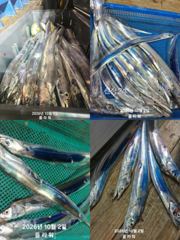 [여수플라워호] 3일 갈치 조황~ 010-2004-5524