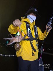 돌문어 사냥 너도나도 히트히트! 굿조황