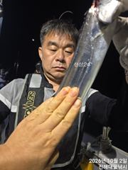 [진해] 와우~3일새벽,내만칼치용기리들 잔치잔치~미친씨알퍼담아,월,화,수욜예약가능