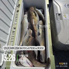 임원항드래곤호 왕대구 조황입니다