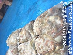 [군산아시아호] 문어 대박 조황 10/3