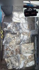 10.03. 쭈&갑 출조 조황정보