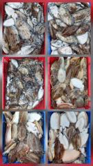 10월3일 갑오징어출조