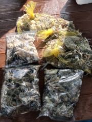 1시간전 [진해] 10/3 오늘은 대물 DAY! 1.4kg·1.3kg 연속 대물에 K급외 마리수까지 (월요일//예약가능)