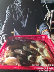3일 갑오징어 오후반 조황 소식 입니다.